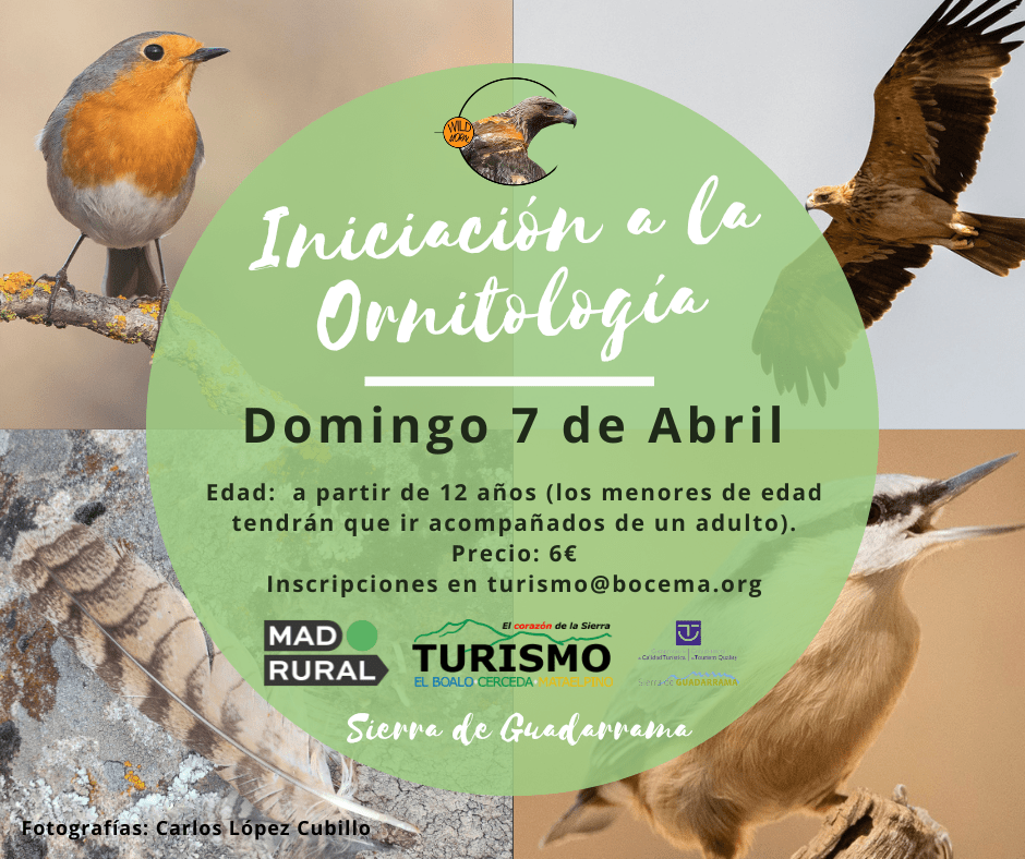 wildmoral